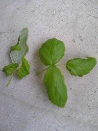 ラズベリーの実がならない ３年前に購入し地植えしたラズベリー Yahoo 知恵袋