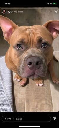 ピットブルに愛犬を殺された過去があり 海外でも多数の 事件を起 Yahoo 知恵袋