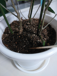 室内で育てている鉢植えの植物の水やりタイミングについてアドバイ Yahoo 知恵袋