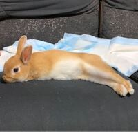 うさぎ ホーランドロップ を飼っています いつも頭を撫でると頭 Yahoo 知恵袋