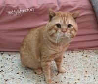 この猫は人間でいうと何歳だと思いますか？ - 子猫、若い猫ではな 