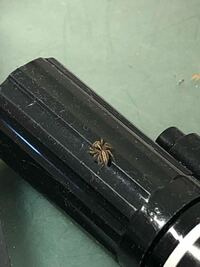 この蜘蛛はなんの蜘蛛ですか？？ 部屋にいました。