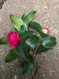 庭先に植えっぱなしにしていた菊 草花 の頂上部が全てしおれてきました Yahoo 知恵袋