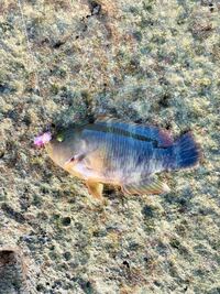 沖縄県下地島の磯場で釣りました この魚の名前は何でしょうか 体調は Yahoo 知恵袋