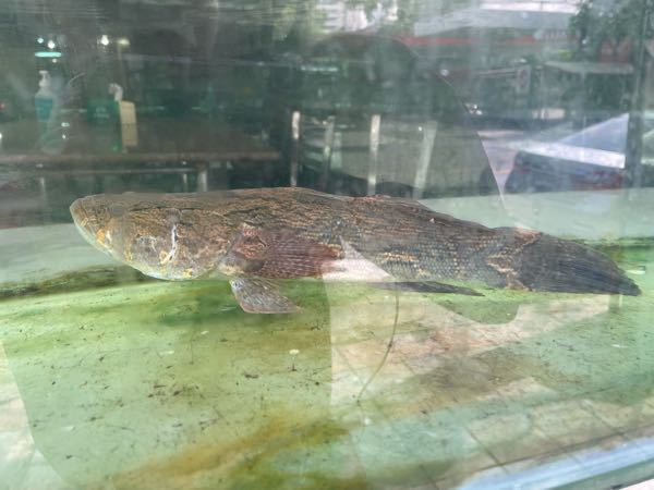 この魚は何ですか マーブルゴビーでは J Yahoo 知恵袋