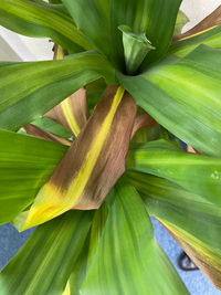 幸せの木 観葉植物 の育て方について 21年4月に画像の幸せの木を購 Yahoo 知恵袋