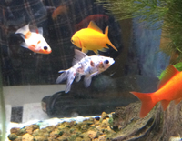 この金魚の種類はなんでしょうか 真ん中の 白黒赤の子です Yahoo 知恵袋