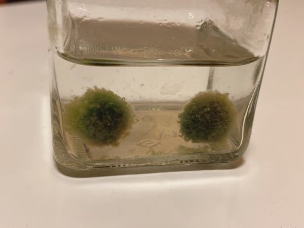 オトシンクルスが水足しくんの中に入って 挟まって いて 救出したのですが Yahoo 知恵袋