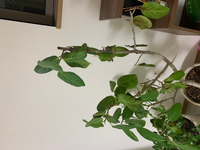 ユーカリの栽培についてです 葉がドライフラワー状に乾いてポロポロ Yahoo 知恵袋