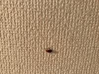 この虫が洗面所とトイレにいました。
今のところ二匹だけです。
この虫はなんでしょうか？
また人に害は与えますか？ 