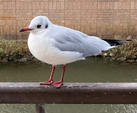 この鳥の名前教えてください ユリカモメ成鳥冬羽です チャガシラカモ Yahoo 知恵袋