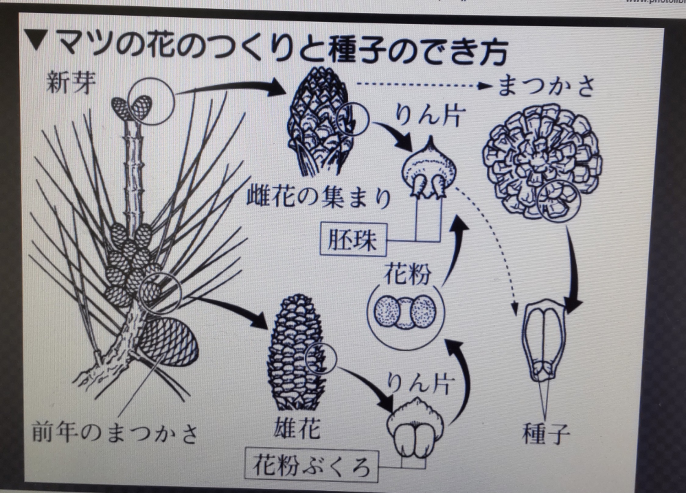 中学受験理科の問題です 松かさになるのは雄花ですか 雌花ですか Yahoo 知恵袋