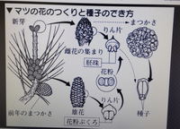 理科の宿題です マツカサはマツの何が変化して出来たものでしょうか Yahoo 知恵袋