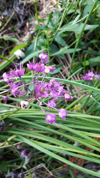 この花はなんでしょうか ノビルの花でしょうか ラッキョウの花です Yahoo 知恵袋