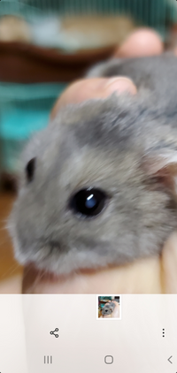 動物の命は人間よりか軽いですか 軽いかどうかを決めてい Yahoo 知恵袋