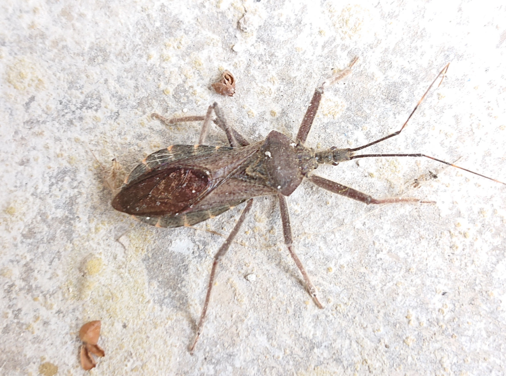 これはカメムシのメスですか それともサシガメですか オオトビサシガ Yahoo 知恵袋