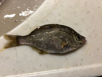 これなんの魚か分かります ウミタナゴの仲間のアオタナゴです ウミタ Yahoo 知恵袋