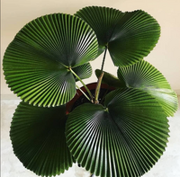 植物の名前を教えて下さい 観葉植物です 品種名までよろしくお願い致します Yahoo 知恵袋