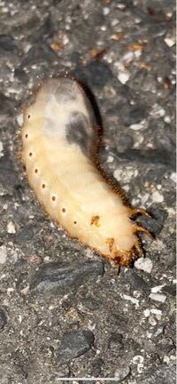 これなんの幼虫ですか ハナムグリの幼虫です 腐葉土な Yahoo 知恵袋