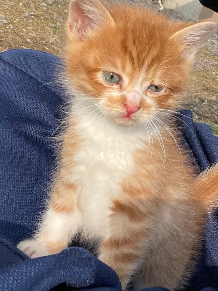 今日学校の下校時子猫を拾ったんですが、その拾った猫の猫種を教え 