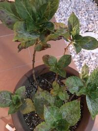自宅で育ててる紫陽花の葉が写真の様に茶色っぽくなってしまいまし Yahoo 知恵袋
