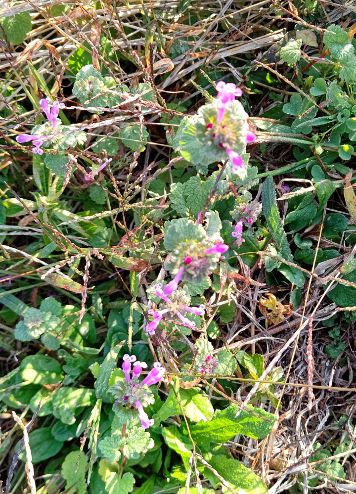 今朝 登校時に一年生の孫が みんなで帰り道に見つけて飲んでる花だよ と Yahoo 知恵袋