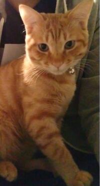 猫に反抗期ってあるんでしょうか 今生後４ヶ月のメス猫を飼っていま Yahoo 知恵袋
