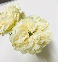 このバラをご存知の方がいましたら、品種名を教えていただけると嬉しいです。 中央の雌しべ？は緑で、花びらはオフホワイト〜黄色っぽい白でフリルがいっぱいあります。

○○というバラと似ているかな？程度でもいいので、品種名がわかりましたらよろしくお願いします！