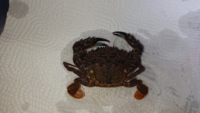 イシガニを飼育しようと思っています サワガニ 熱帯魚 カワムツ ウグイなど Yahoo 知恵袋
