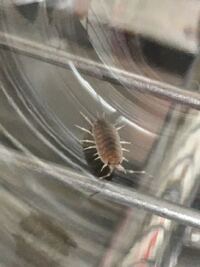 この虫分かる方いますか ダンゴムシでは無いですよね Yahoo 知恵袋