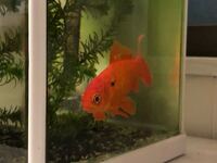 金魚に黒カビ これは 病気でしょうか 背びれあたりが少し黒くなっています Yahoo 知恵袋