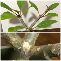 プルメリアの水やりについてプルメリアの水やりの頻度に悩んでいます 種類は Yahoo 知恵袋