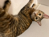 この子は麦わら猫でしょうか 子猫の時に保護団体から譲渡していただきました Yahoo 知恵袋