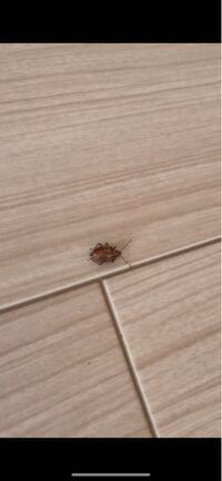 バルサンしてから何時間後に虫って死ぬの ゴキブリの卵があったのか１セン Yahoo 知恵袋