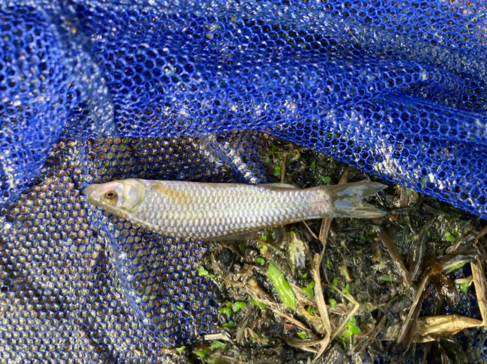 魚の名前を教えてください。京都府城陽市の木津川支流の農業用水路 