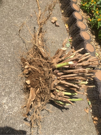 庭のアジサイを撤去したいのですが今試しに掘って引っ張ってみましたがびくと Yahoo 知恵袋