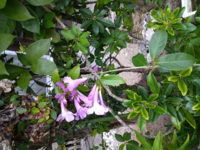 この花の名前教えて下さい ガーリックバイン ニンニクカズラ だと思い Yahoo 知恵袋