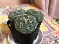大至急のご相談です 先日ヤフオクで買った兜丸が少し茶 Yahoo 知恵袋