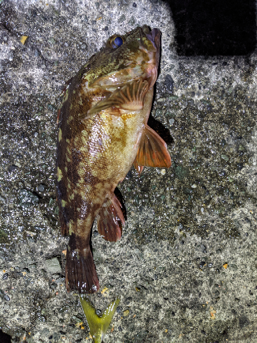 この魚は カサゴですか タケノコメバルですか 図鑑を見比べても Yahoo 知恵袋