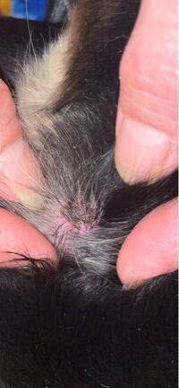 至急です 抱っこしようと 脇の下に手を入れた時に違和感を Yahoo 知恵袋