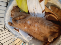 猫がこんなポーズをしているときは リラックスしているときですか Yahoo 知恵袋