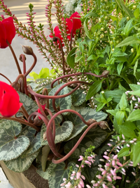 寄せ植えのガーデンシクラメンの蕾の茎が画像のようにヒョロヒョロ Yahoo 知恵袋