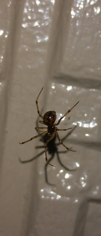 この蜘蛛の種類は何でしょうか。 