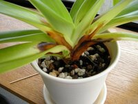 パフィオの葉焼け対処方法 写真は Paph Princee Yahoo 知恵袋