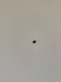 これはダニですか てんとう虫 誰か虫に詳しい方 教えてくだ Yahoo 知恵袋