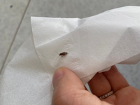 こんにちは この虫はなんですか 触覚があり 内側のお腹の色は緑 Yahoo 知恵袋