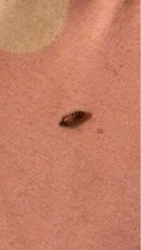 自宅の布団からこんな虫が出てきたんですけどこれはなんですか Yahoo 知恵袋