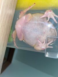 5ｃｍくらいの小さい蛙が 家の中で脱走しました 最初台所にいたのですが Yahoo 知恵袋