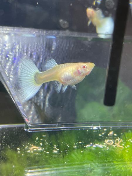 ご教授願います グッピー のお腹が大きく そろそろ産まれ Yahoo 知恵袋