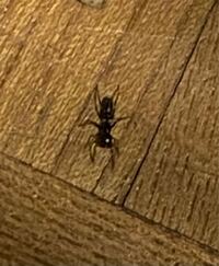 足が長いアリ 蜘蛛のよう この蟻は毒性ありますか 猫がいるのですが Yahoo 知恵袋